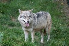 Glücklicherweise wächst die Wolfspopulation in der Schweiz weiter an und man vermutet, dass sich allmählich Wolfsrudel bilden.