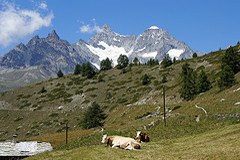 Extensiv genutzte offene und halboffene Flächen gehören zu den naturschutzfachlich wertvollsten Flächen im Alpenraum.