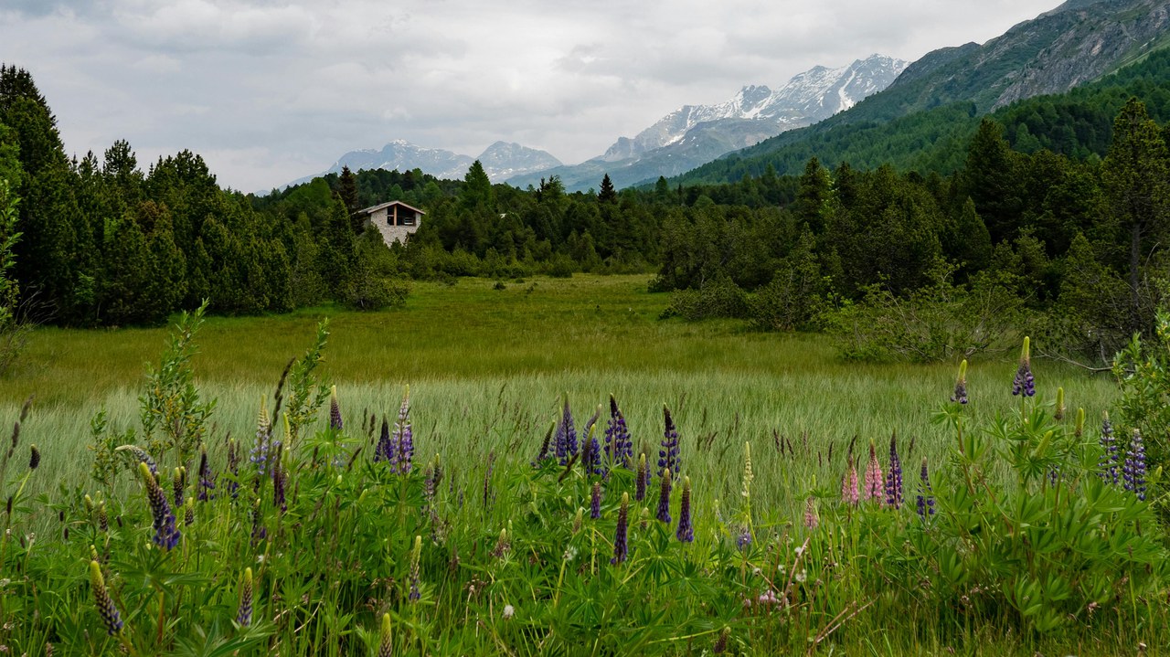 Moorlandschaft in Graubünden, Schweiz