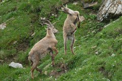 Soon no playmates left? Unknown causes are resulting in the death of young Alpine Ibexes at the Gran Paradiso National Park/I.