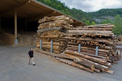 Les organisations écologistes WWF, Legambiente et Pro Natura critiquent le nouveau décret d'application relatif à la Loi sur la forêt du Piémont/I.