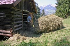 La nouvelle politique agricole européenne devrait prendre plus fortement en compte la protection de l'environnement et les conditions particulières de l'agriculture dans les Alpes.