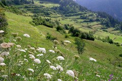 Napočil je skrajni čas: alpski travniki so skorajda povsem izginili. Ogenj v Alpah bo zato letos opozoril na ogrožene tamkajšnje habitate številnih živali in rastlin.